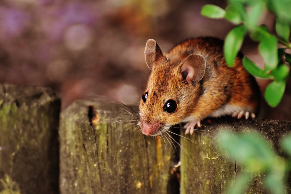 A close-up of a brown rodent, likely a field mouse, situated among lush green grass on a natural outdoor setting. The mouse's fur is a mix of light and dark brown with a slightly lighter underbelly, a